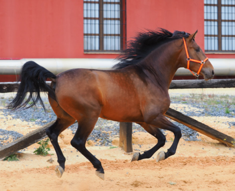 PRE Stallion with Dressage Potential for Sale. Ref. 03980