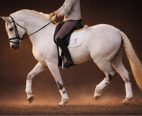 Lusitano Hengst Ideal für Freizeit Zu Verkaufen. Ref. 03909