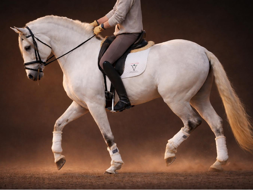 Semental Lusitano ideal para ocio en Venta. Ref. 03909