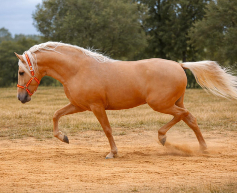 Handsome PRE Stallion with Good Conformation. Ref. 03966