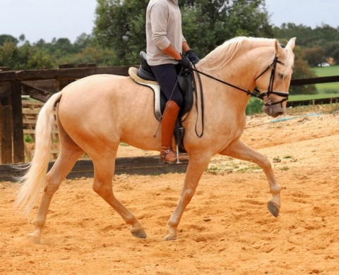 Palomino PRE Stallion with Good Morphology for Sale. Ref. 03527