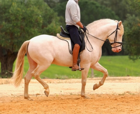Albino PRE Stallion for Sale. Ref. 03986