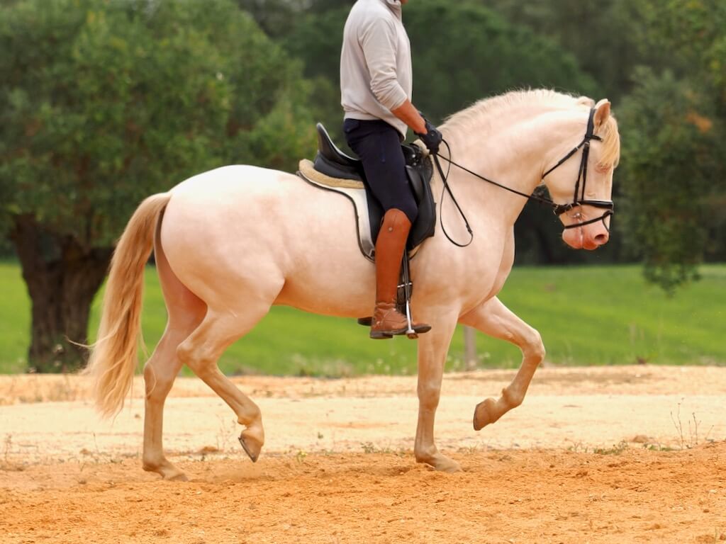 Semental PRE Albino en Venta. Ref. 03986