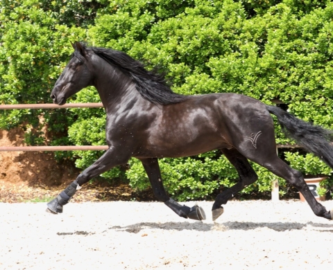 Black PRE Stallion with Great Dressage Potential. Ref. 04029