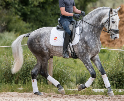 Stallion with good conformation Piro free for Sale. Ref. 04016