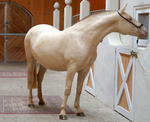 Spectacular Perlino PRE mare with excellent conformation. Ref. 04040