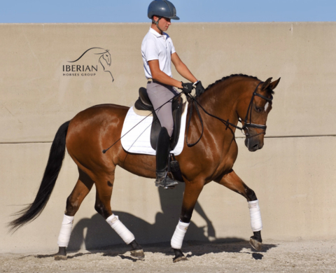 PRE mare with great potential for dressage. Ref: 04073