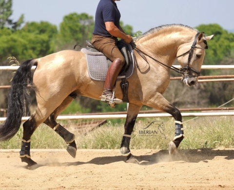 Guapo Lusitano libre de Piro en venta. Ref: 04074