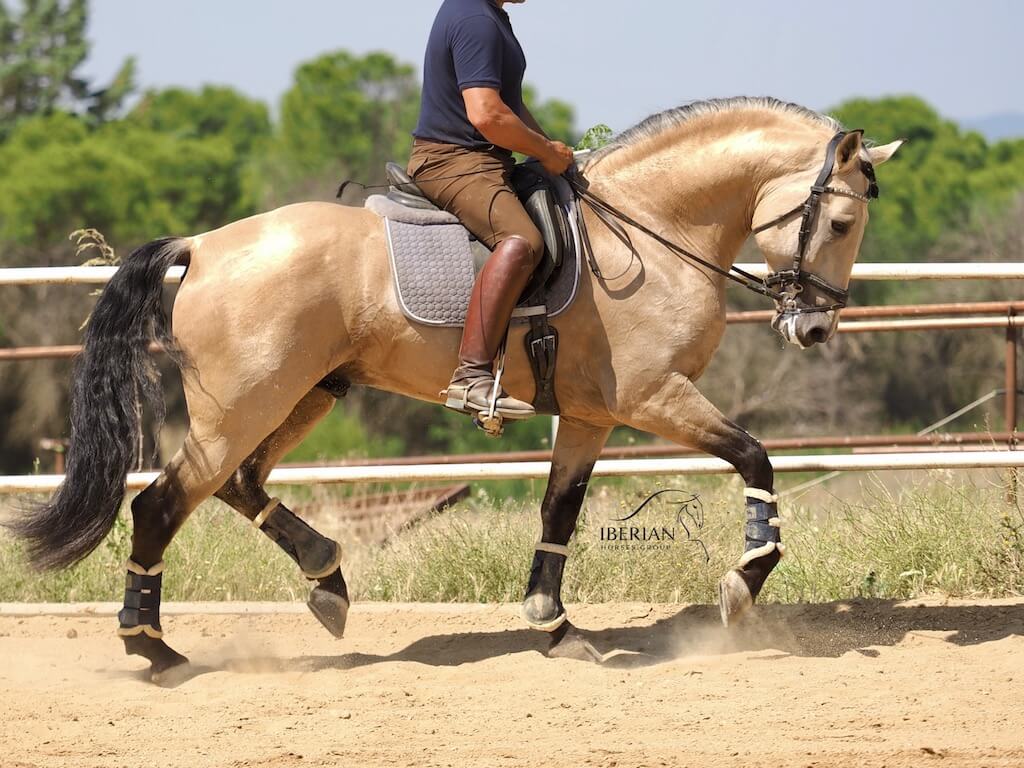 Guapo Lusitano libre de Piro en venta. Ref: 04074