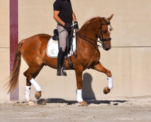 Lusitano castrado con calidad en Venta. Ref: 04075