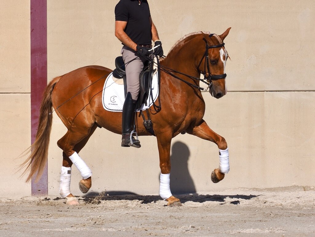 Lusitano castrado con calidad en Venta. Ref: 04075