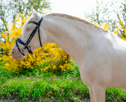 Exclusive Cremello PRE Stallion for Sale. Ref. 04061