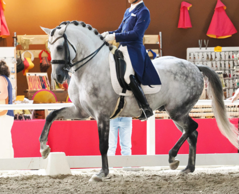 Interesting Lusitano Stallion at St. Georges Level. Ref: 04092