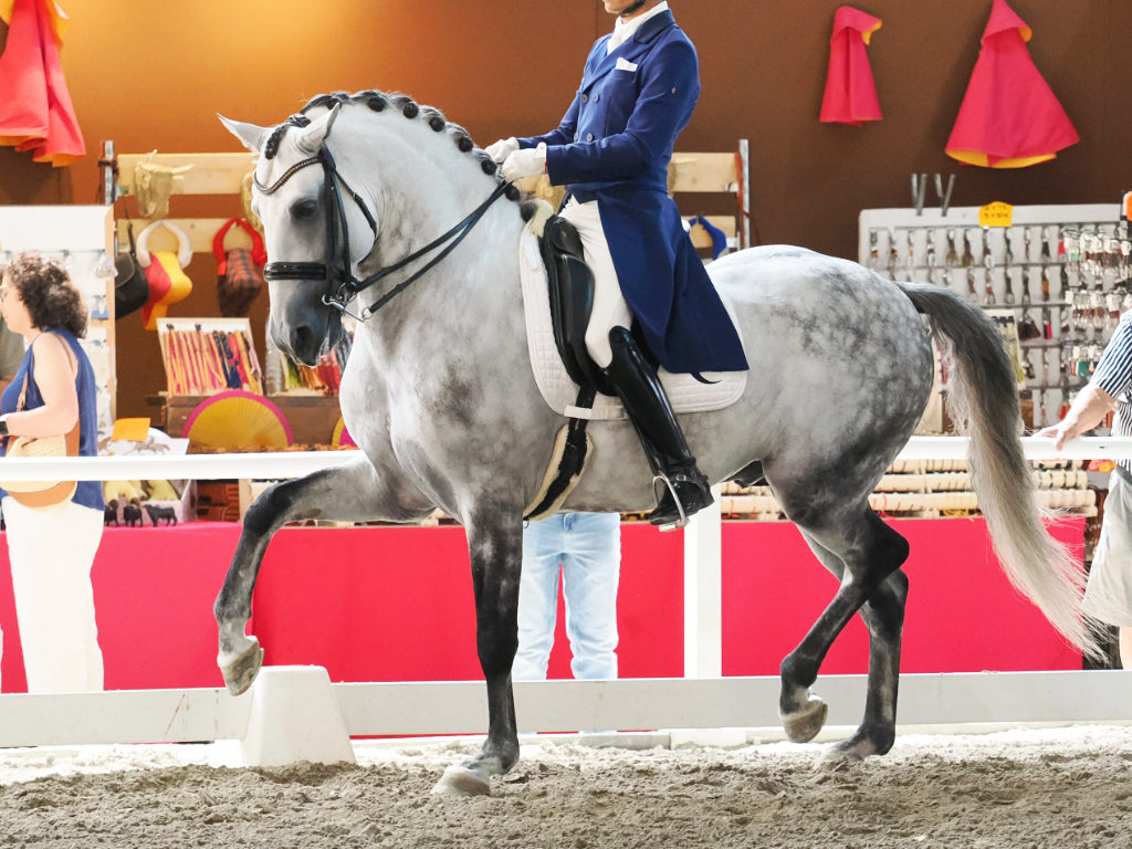 Interesante semental Lusitano en nivel San Jorge. Ref: 04092