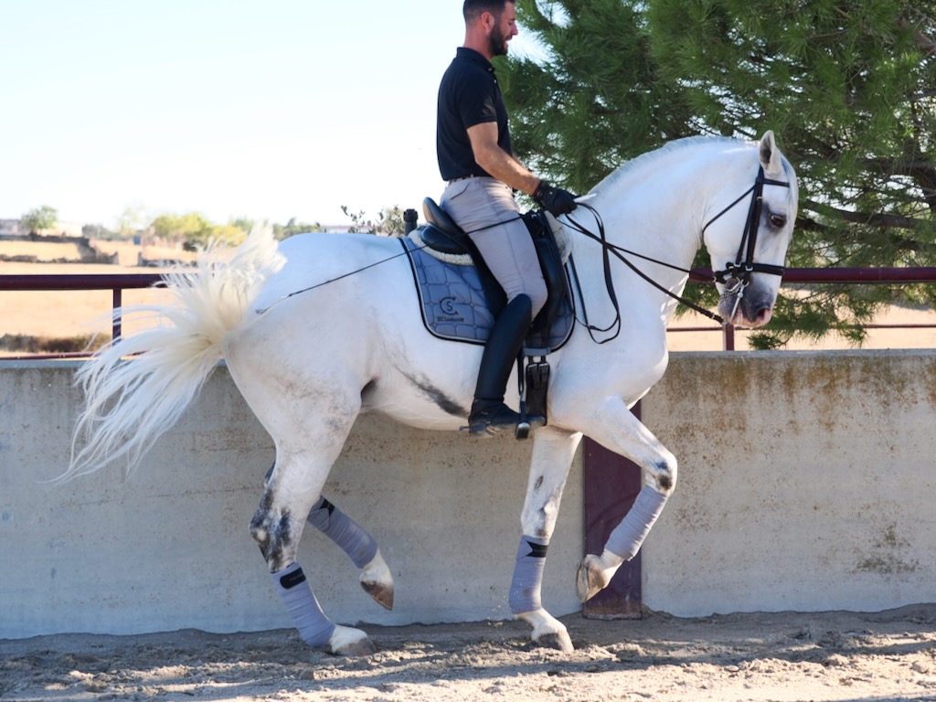Beeindruckender Lusitano-Hengst zu verkaufen. Ref.: 04077