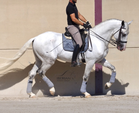 Impresionante semental Lusitano en venta. Ref: 04077