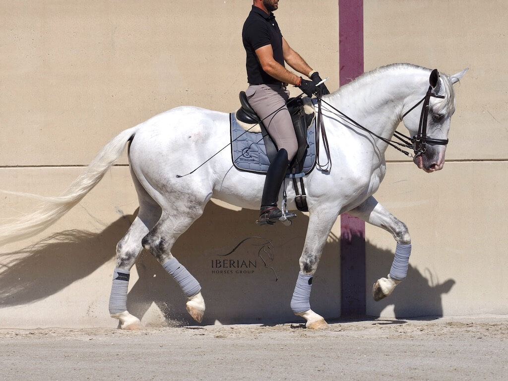 Impresionante semental Lusitano en venta. Ref: 04077