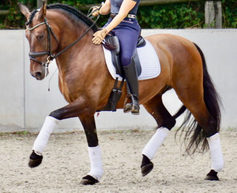 Elegante caballo PRE con excelente nivel de doma. Ref: 04097