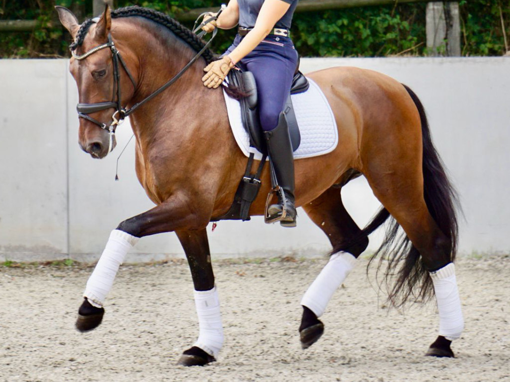 Elegante caballo PRE con excelente nivel de doma. Ref: 04097
