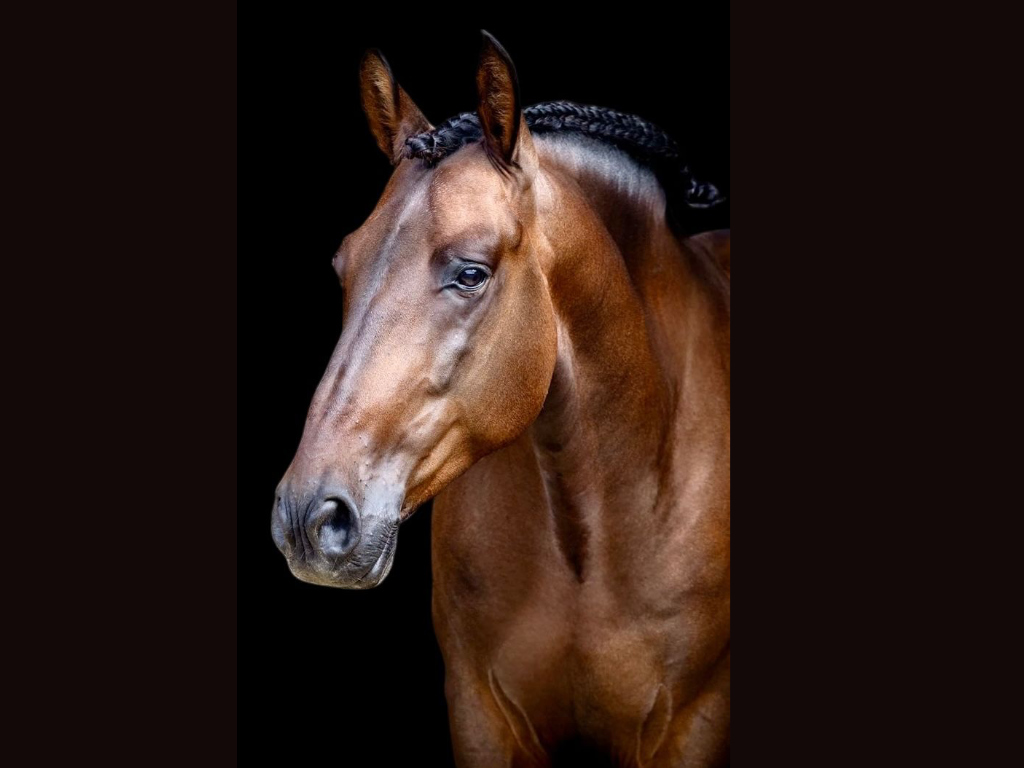 Elegant PRE gelding with an excellent level of dressage. Ref: 04097