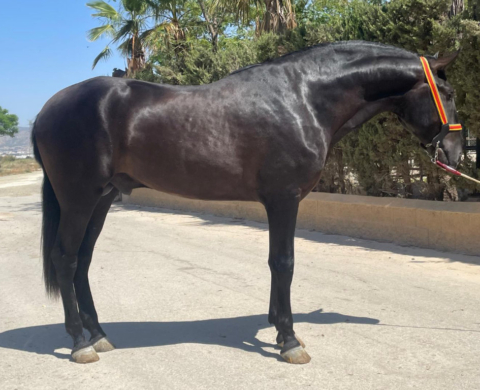Impresionante semental PRE Negro en Venta. Ref. 04104