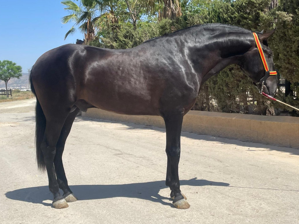 Impresionante semental PRE Negro en Venta. Ref. 04104