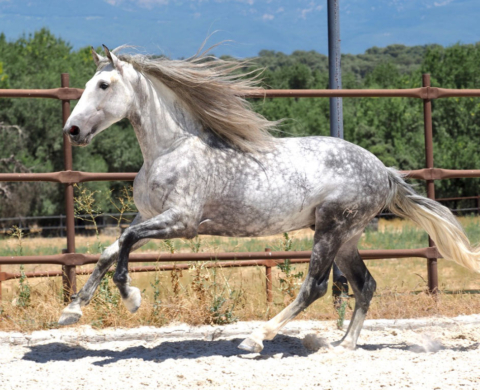 Magnífico caballo PRE con increíble Genética en Venta. Ref: 04107