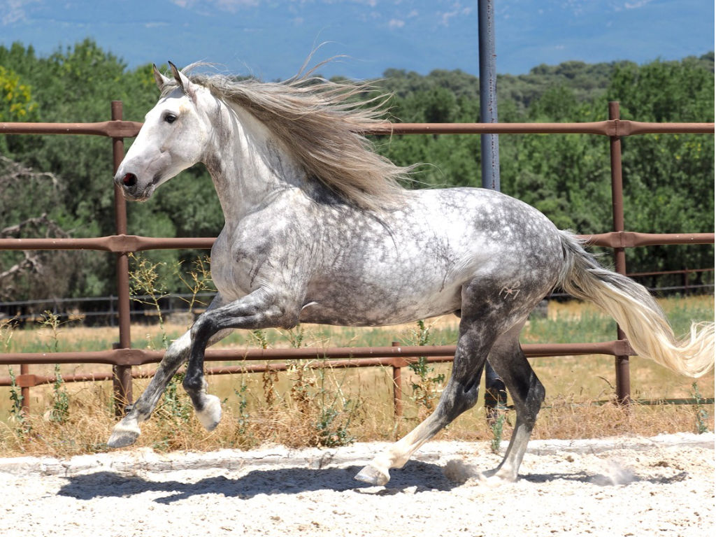 Magnífico caballo PRE con increíble Genética en Venta. Ref: 04107
