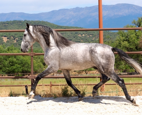 Magnífico caballo PRE con buen carácter y buenos orígenes. Ref: 04110