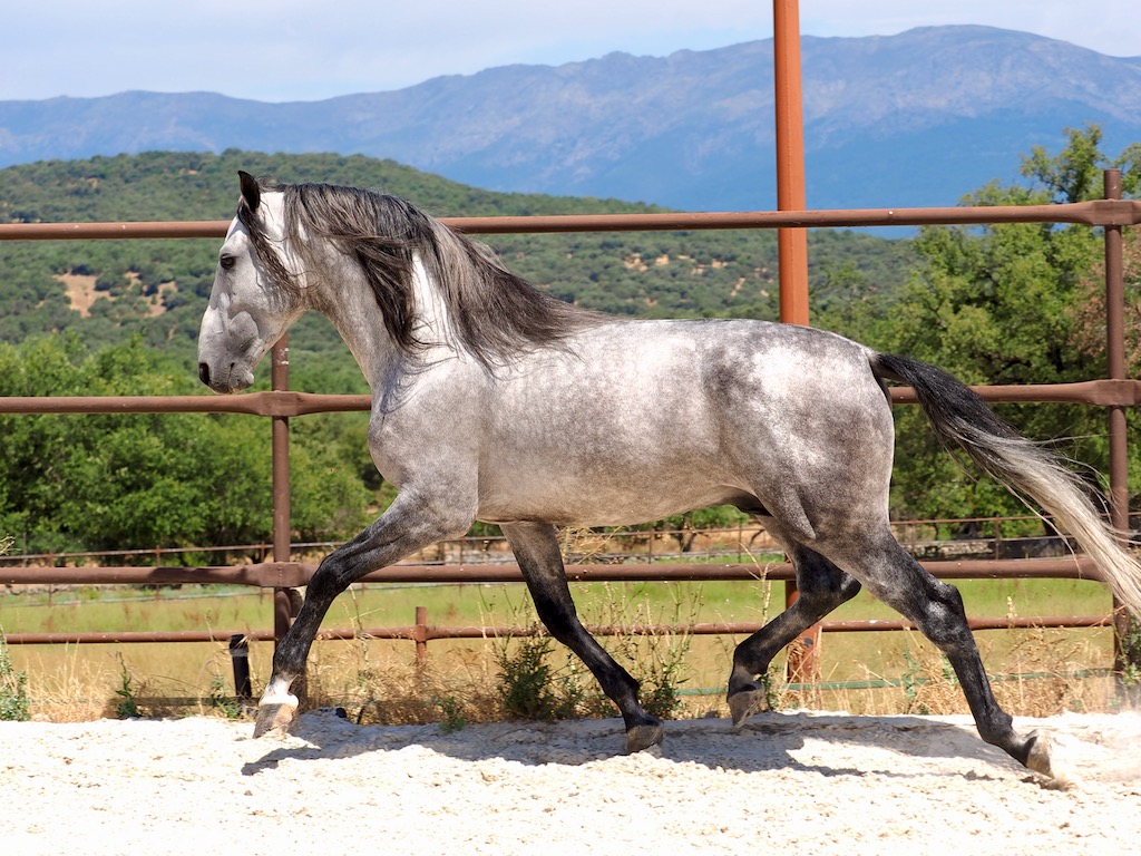 Magnífico caballo PRE con buen carácter y buenos orígenes. Ref: 04110