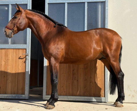 Caballo Lusitano en Nivel Medio en Venta. Ref: 04157