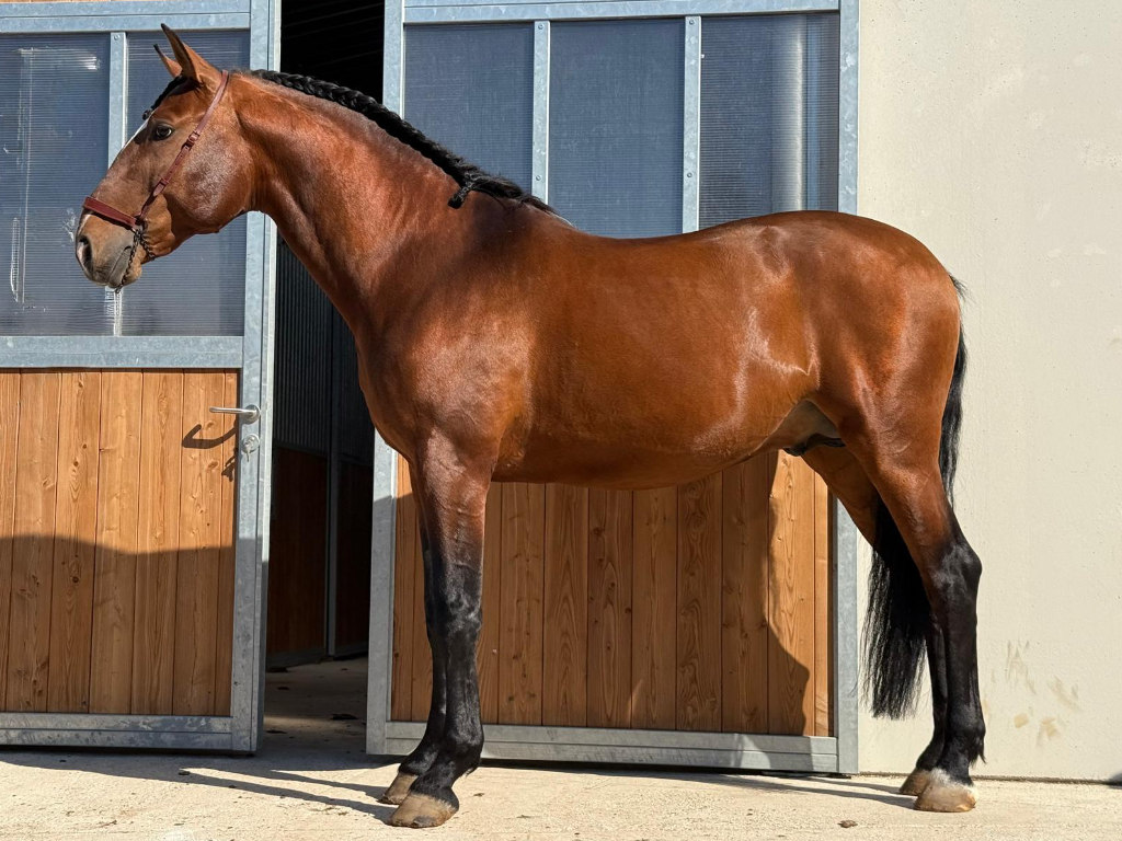 Caballo Lusitano en Nivel Medio en Venta. Ref: 04157