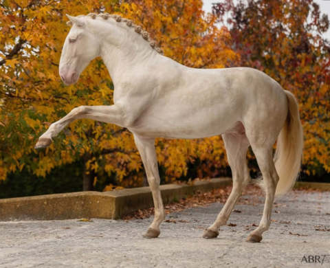 Semental Lusitano en nivel Avanzado en Venta. Ref: 04172