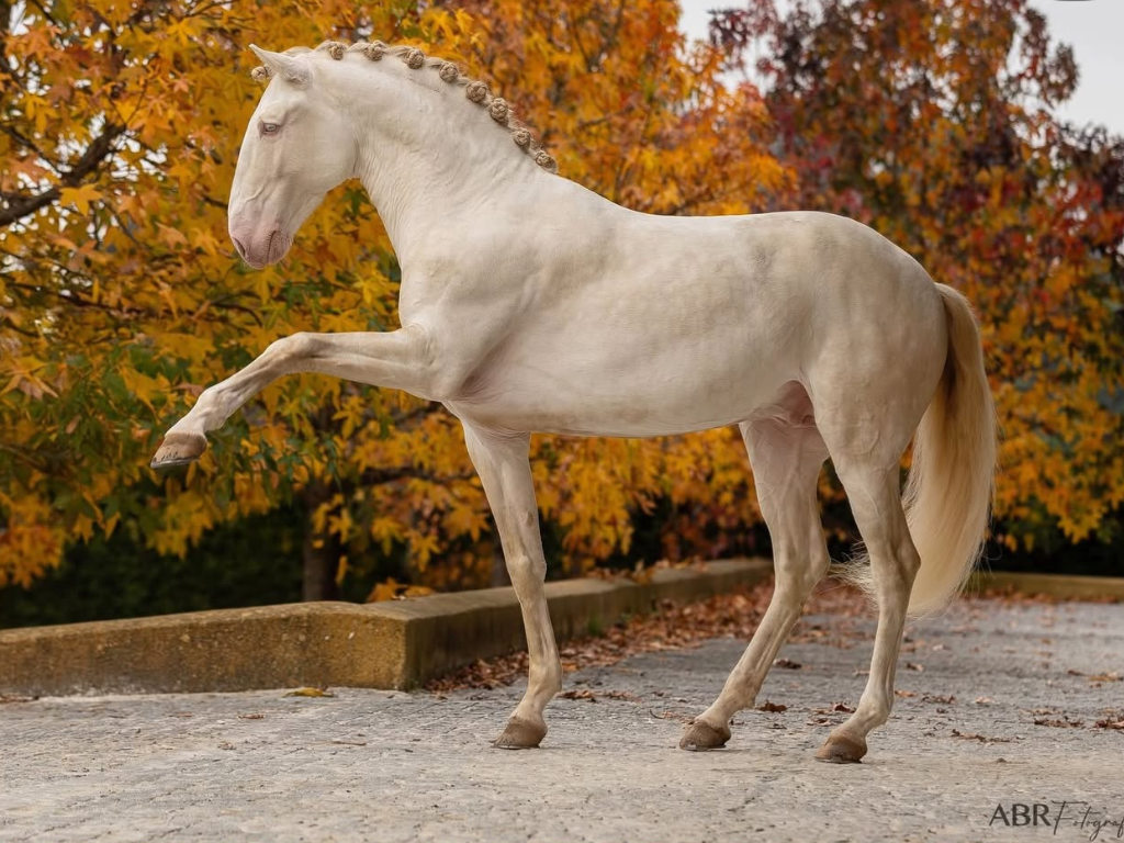 Semental Lusitano en nivel Avanzado en Venta. Ref: 04172