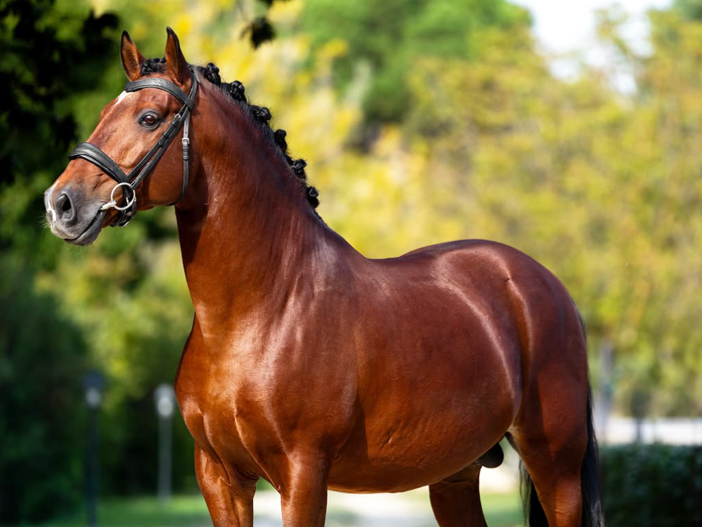 Magnificent Grand Prix Lusitano Stallion. Ref: 04206